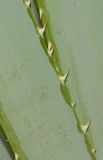 Pandanus tectorius