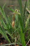 Carex pendula