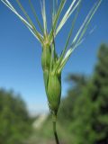 Aegilops biuncialis