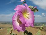 Alcea litwinowii