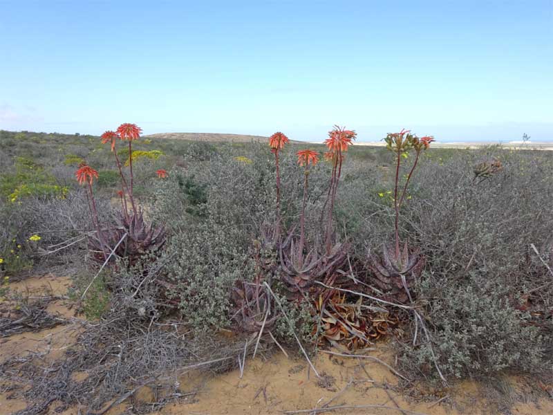 Изображение особи Aloe maculata.