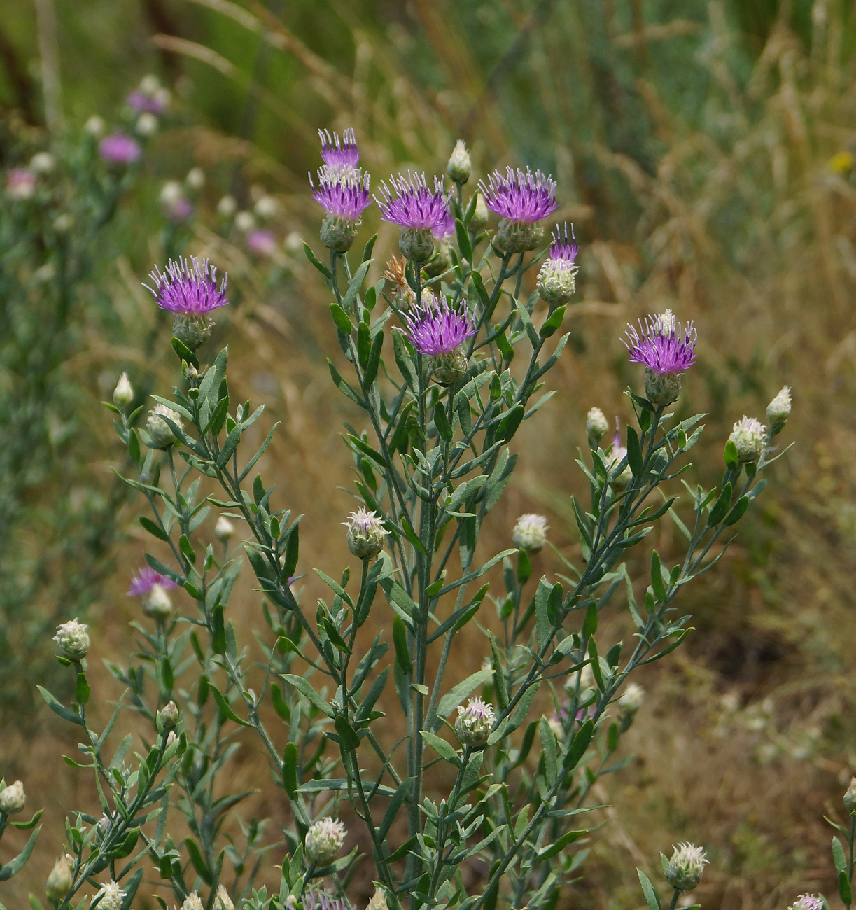 Image of Acroptilon repens specimen.