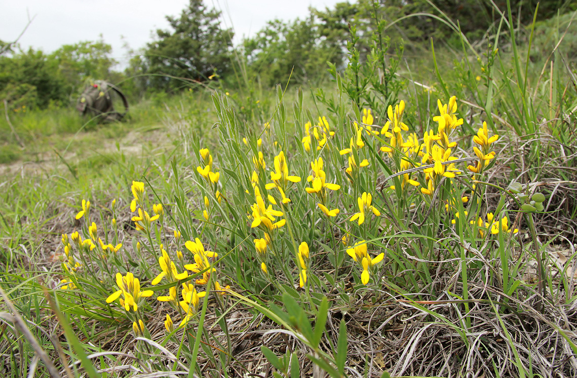 Изображение особи Genista humifusa.