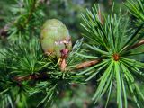 Larix sibirica. Часть ветки с молодой женской шишкой, видны листья. Беларусь, Гродненская обл., Новогрудский р-н, Брольникский сельсовет, окр. дер. Примень, искусственные посадки лиственницы. 19.08.2015.