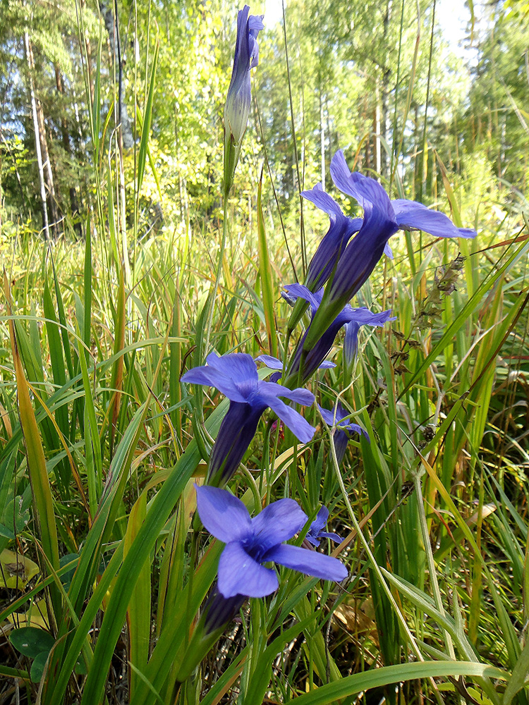 Изображение особи Gentianopsis barbata.