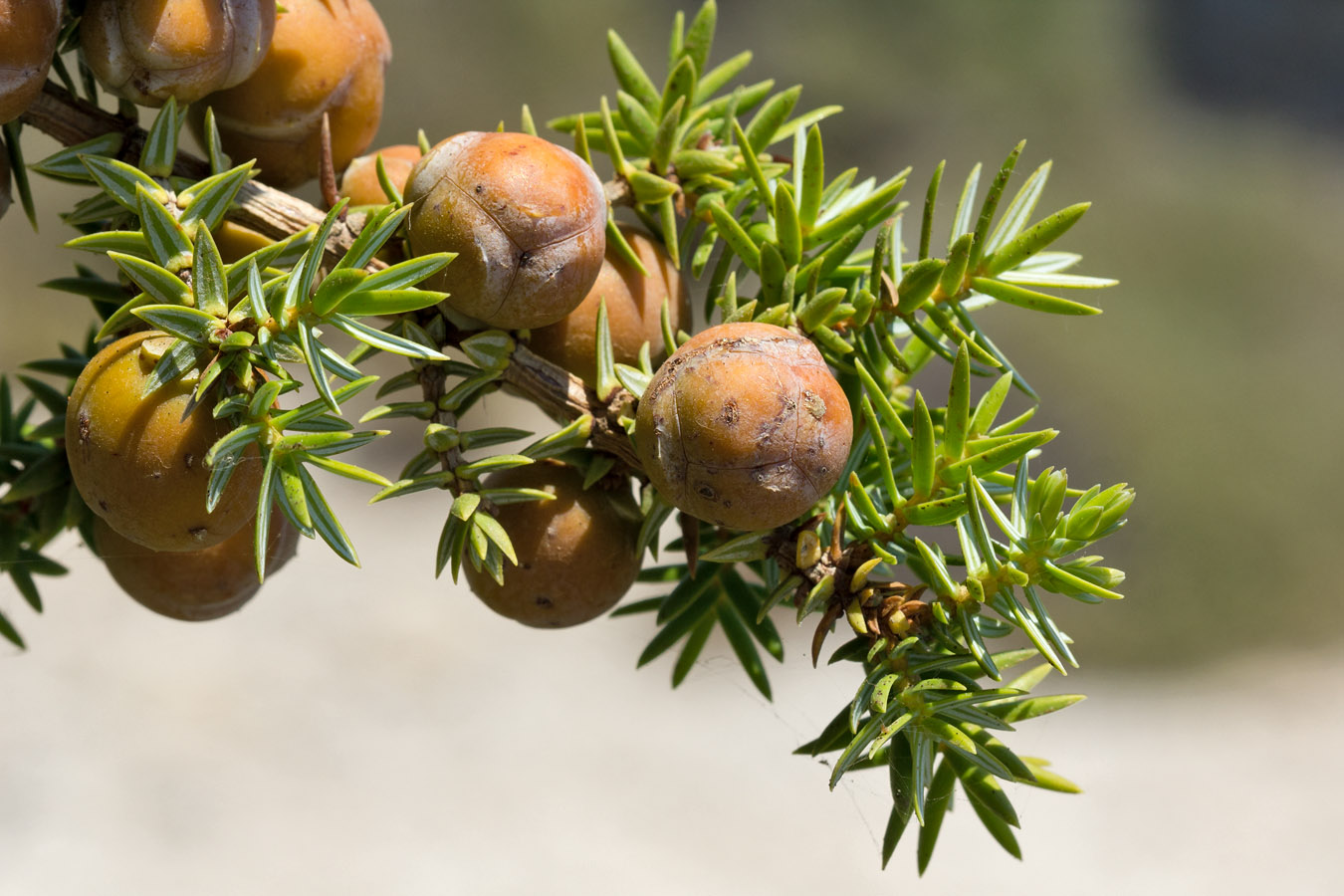 Изображение особи Juniperus oxycedrus ssp. macrocarpa.