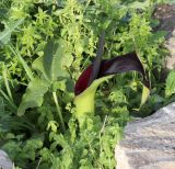 Arum palaestinum