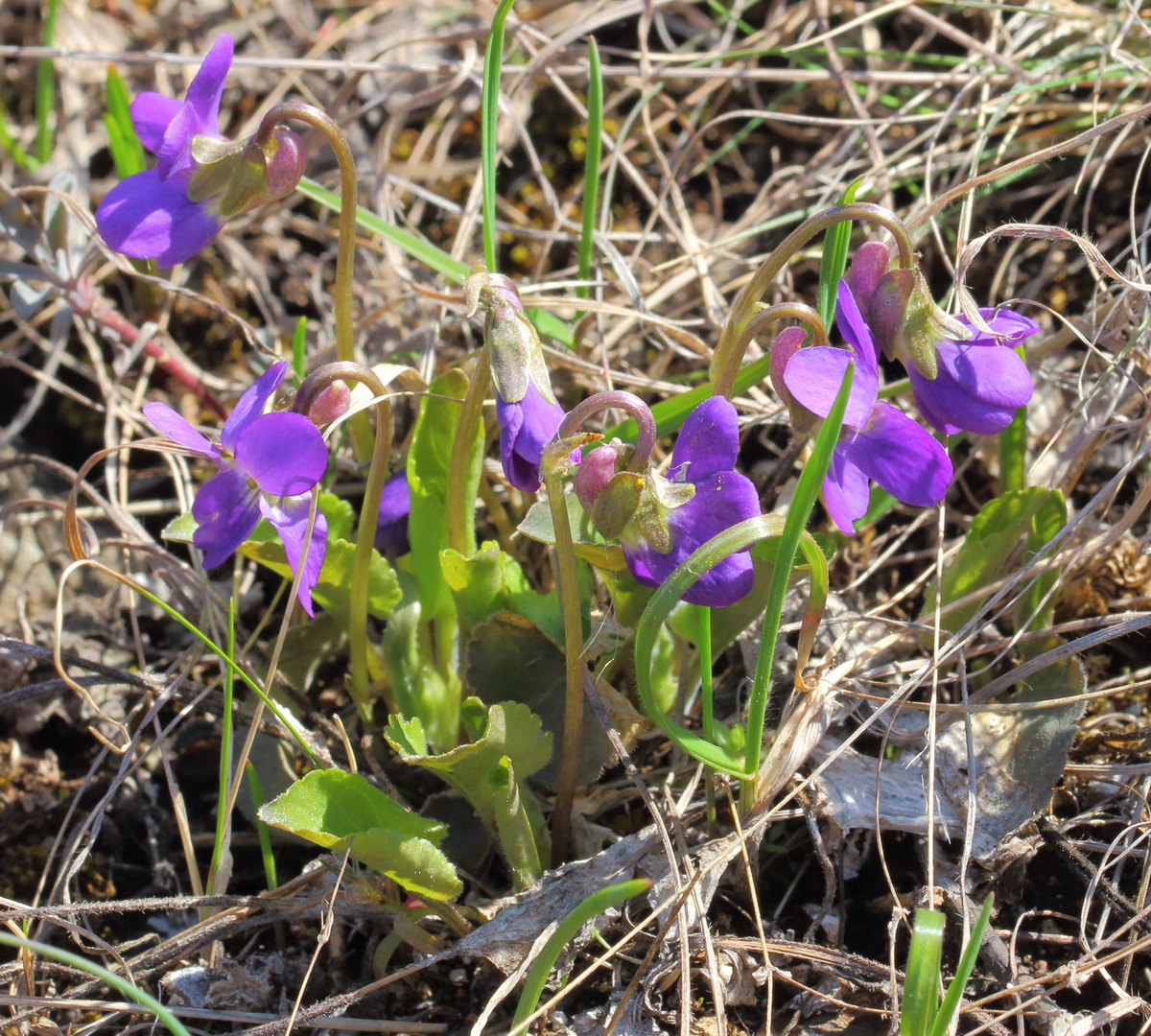 Изображение особи Viola ambigua.