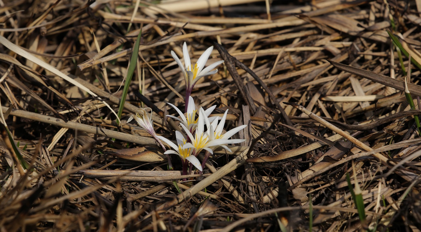 Изображение особи Colchicum kesselringii.