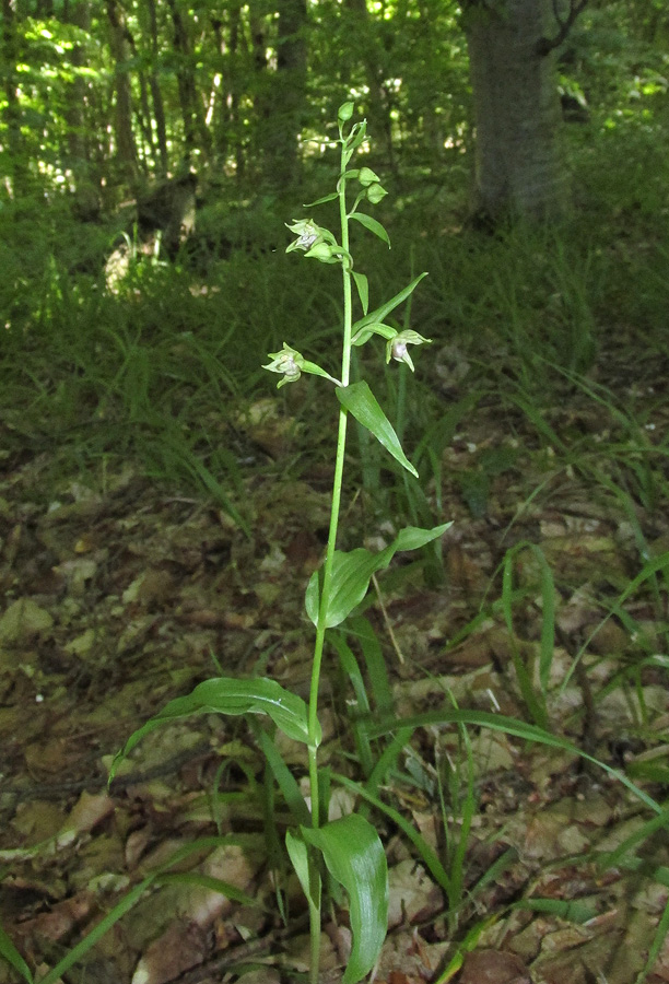 Изображение особи Epipactis persica.