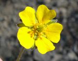 род Potentilla. Цветок. Чукотка, Чаунская обл., окр. г. Певек, склон сопки Певек. 12.06.2018.