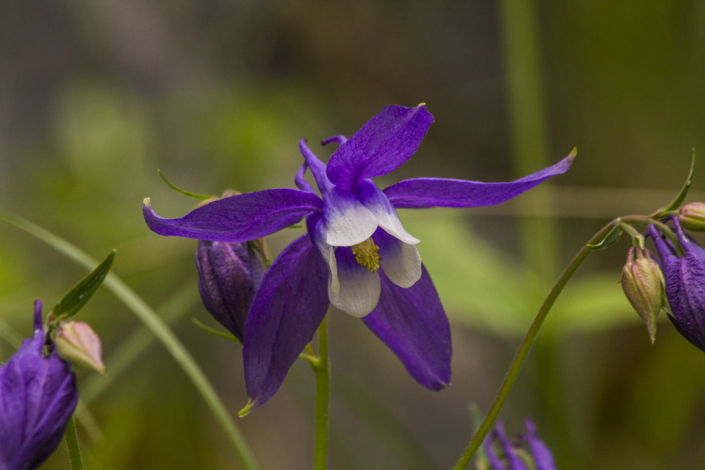 Изображение особи Aquilegia olympica.