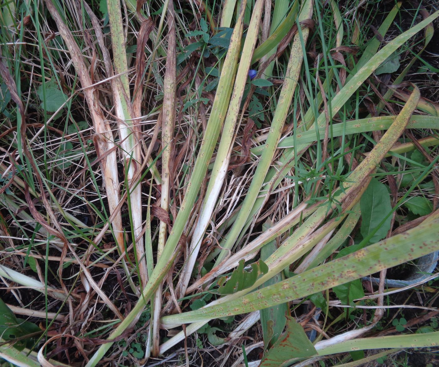 Изображение особи Iris aphylla.
