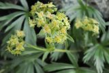 Alchemilla sericea. Соцветие. Карачаево-Черкесия, Зеленчукский р-н, окр. пос. Архыз, хребет Абишира-Ахуба, западный склон пер. Агур Южный, 2880 м н.у.м., каменистая площадка. 30.07.2018.