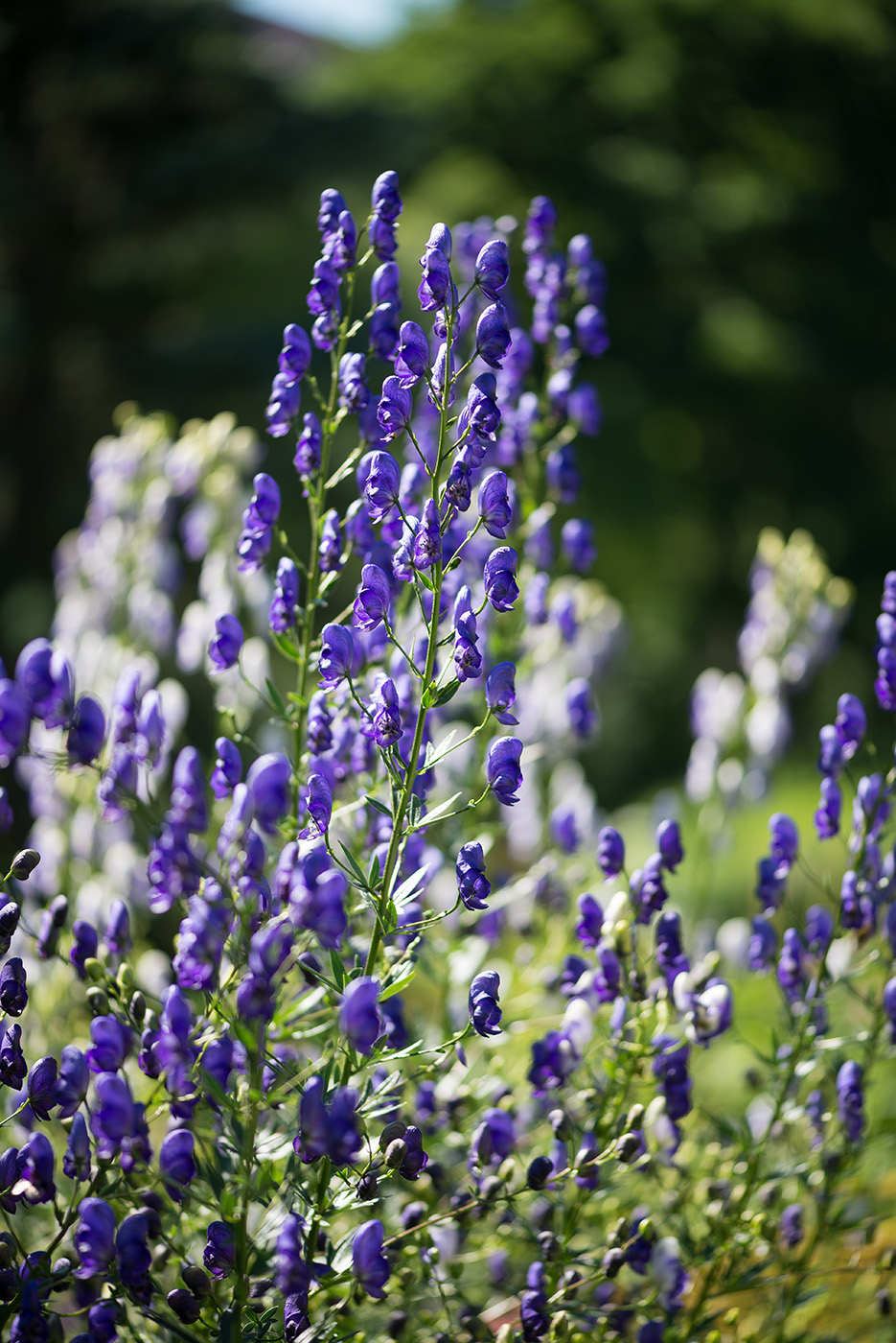 Изображение особи Aconitum &times; stoerkianum.