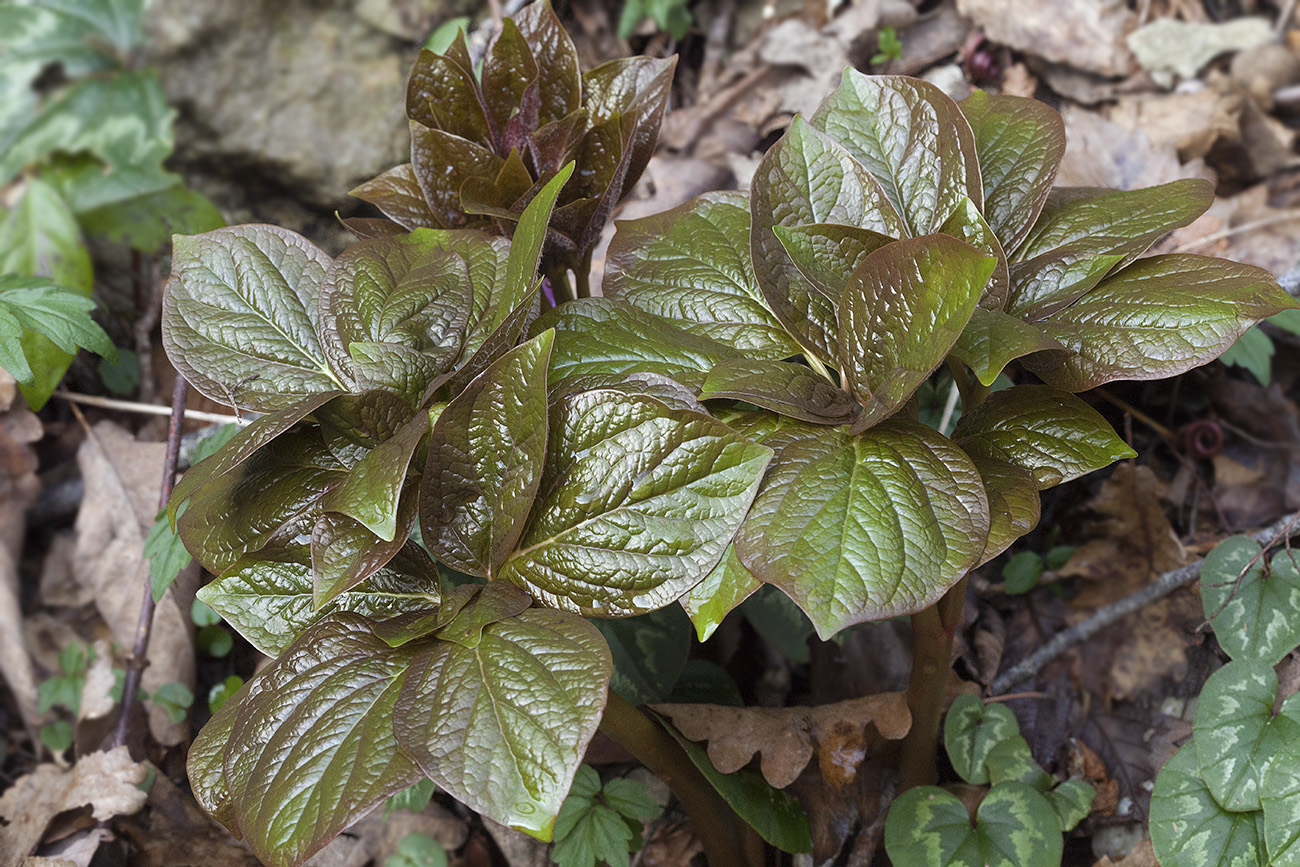 Изображение особи Paeonia wittmanniana.