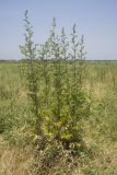 Artemisia vulgaris. Зацветающие растения. Краснодарский край, окр. г. Крымск, старая залежь. 16.06.2019.