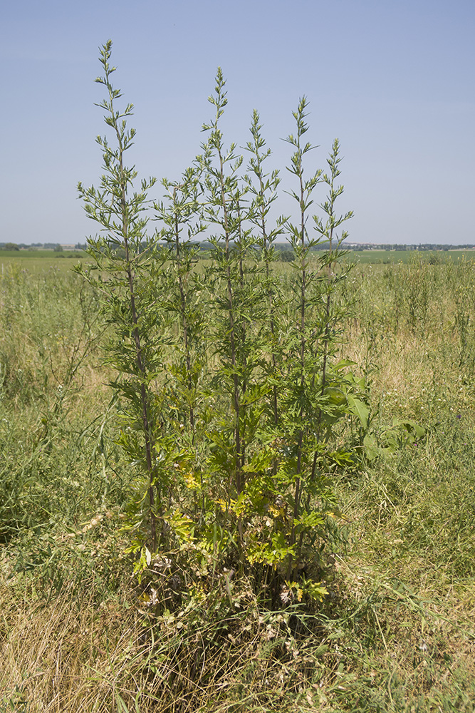 Изображение особи Artemisia vulgaris.