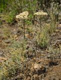 род Achillea. Цветущее растение с питающимися насекомыми. Челябинская обл., Кизильский р-н, Богдановское сельское поселение, окр. пос. Грязнушинский, долина р. Урал, склон прибрежного скальника, степь. 13 июня 2019 г.