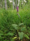 Betonica officinalis. Цветущее растение на опушке берёзового леса. Томск, 23.07.2019.