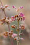 Salvia verticillata. Соплодие. Ростовская обл., Мясниковский р-н, окр. хут. Недвиговка, ур. Каменная балка, степной склон. 18.10.2019.