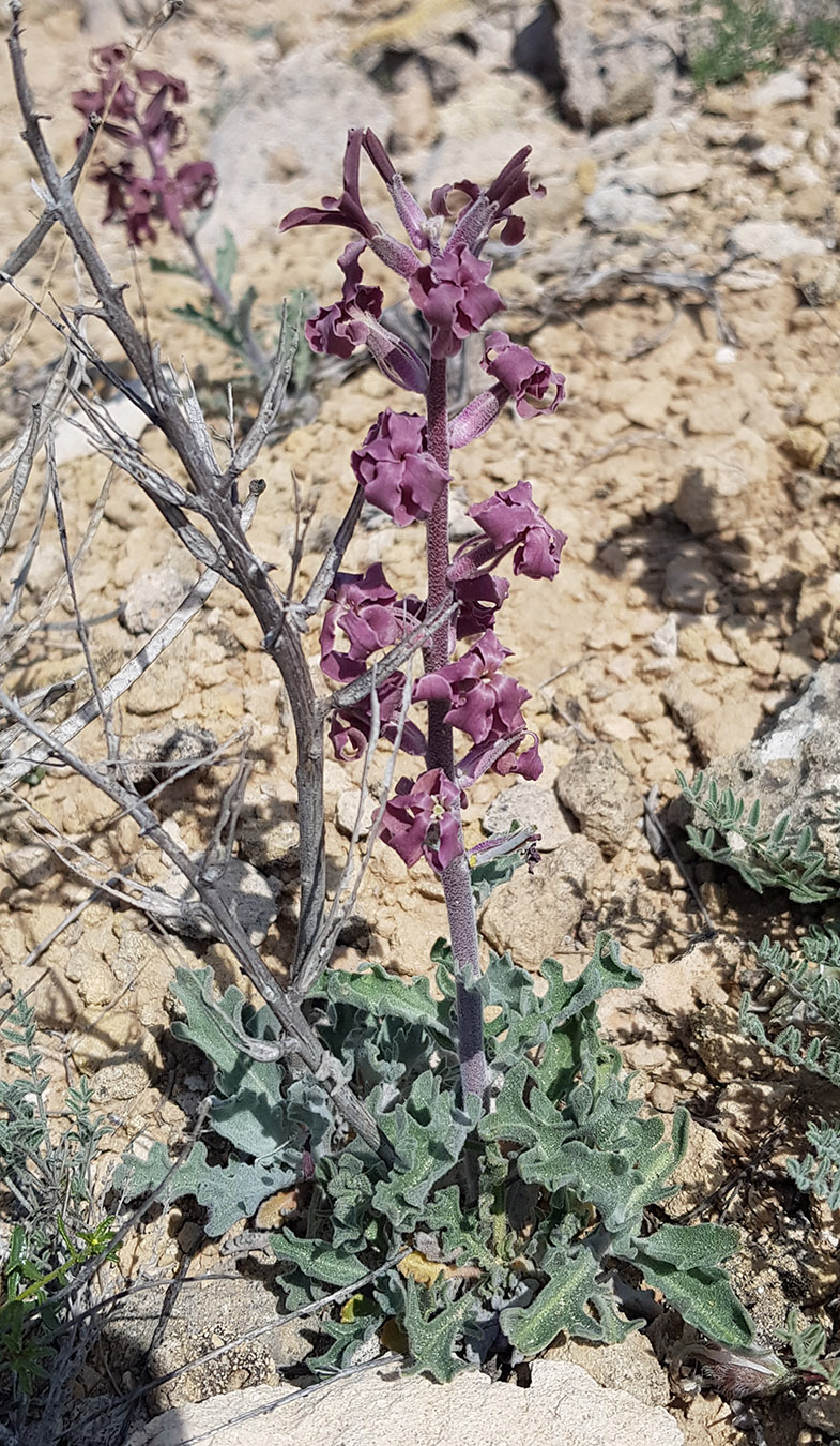 Изображение особи Matthiola robusta.