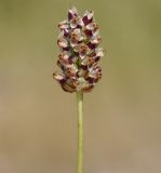 Plantago amplexicaulis