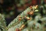 Picea glauca