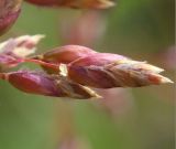 Poa alpina