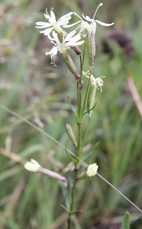 Image of Silene tatarica specimen.