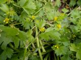 Ranunculus muricatus. Верхушки побегов с цветками и плодами. Греция, Эгейское море, о. Сирос, окр. местечка Св. Михалис (Αη Μιχάλης), в русле подсыхающего ручья. 25.04.2021.