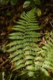 Dryopteris filix-mas