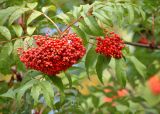 Sorbus sargentiana. Часть ветки с плодами и листьями. Санкт-Петербург, парк Ботанического сада БИН БАН, в культуре. 02.10.2022.