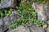 Spiraea beauverdiana