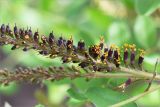 Amorpha fruticosa