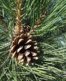 Pinus pallasiana