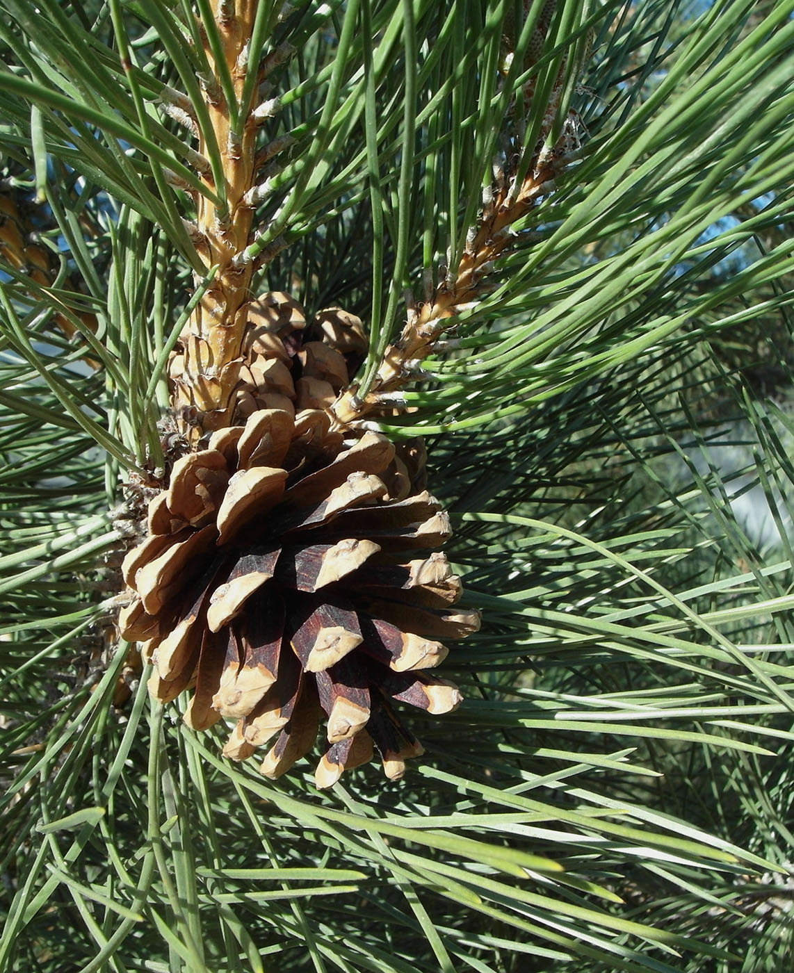 Изображение особи Pinus pallasiana.