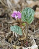 Viola variegata. Цветущее растение. Амурская обл., Архаринский р-н, отроги Малого Хингана, опушка дубового редколесья на каменистом склоне южной экспозиции. 21.05.2022.