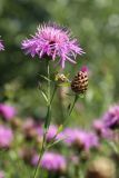 Centaurea jacea. Верхушка веточки с цветущим и развивающимися соцветиями. Беларусь, Витебская обл., окр. пос. Езерище, побережье оз. Езерище за дендрарием, бровка склона, суходольный луг. 03.08.2023.