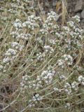 Acanthophyllum crassifolium. Куст с большим количеством побегов (высота 10-15 см). Северный Иран, горный массив Эльбурс, на перевале, высота 3000 м н.у.м. Начало августа 2005 г.