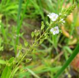 Veronica anagallis-aquatica