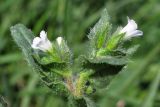 Nonea echioides