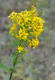 Solidago virgaurea. Соцветие. Московская обл., Шатурский р-н, окр. пос. Туголесский Бор. 10.07.2012.