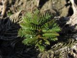 Myriophyllum verticillatum. Верхушка побега. Крым, предгорья, берег Симферопольского вдхр. 10 октября 2012 г.