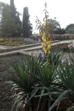 Yucca gloriosa. Цветущее растение (вторичное цветение). Южный берег Крыма, Никитский ботанический сад. 28 ноября 2012 г.