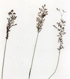 Agrostis tenuis