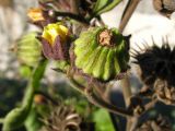 Abutilon theophrasti