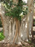 Ficus religiosa