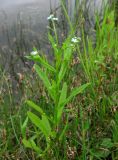 Myosotis palustris