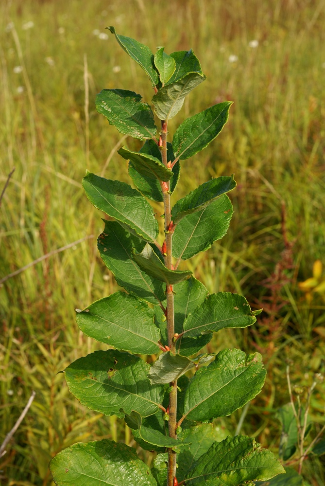 Image of Salix abscondita specimen.